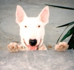 fr3.jpg (47844 bytes)