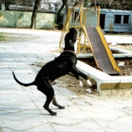 frank11.jpg (41026 bytes)