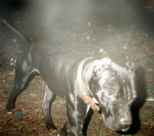 frank8.jpg (35066 bytes)