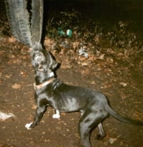 frank9.jpg (42592 bytes)